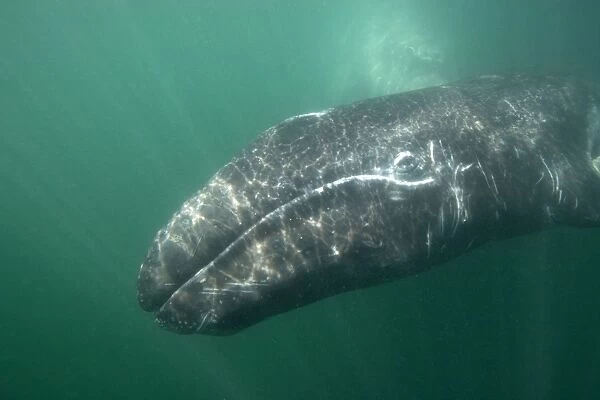 Gray Whale - Underwater photo of a calf. The mother is barely visible behind the calf. San Ignacio Lagoon, Baja California South, Mexico