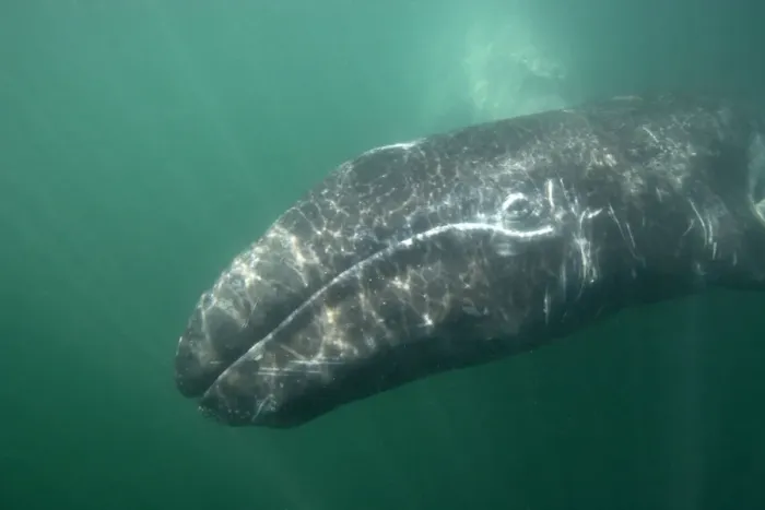 Framed Print : Gray Whale - Underwater photo of a calf. The mother is barely visible behind the calf. San Ignacio Lagoon, Baja California South, Mexico Framed Print : Gray Whale - Underwater photo of a calf. The mother is barely visible behind the calf. San Ignacio Lagoon, Baja California South, Mexico