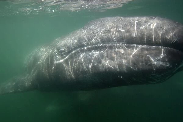 Gray Whale - Underwater photo of a calf. The mother is barely visible below the calf. San Ignacio Lagoon, Baja California South, Mexico
