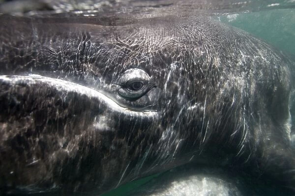 Gray Whale - Underwater photo of a calf at close range. San Ignacio Lagoon, Baja California South, Mexico