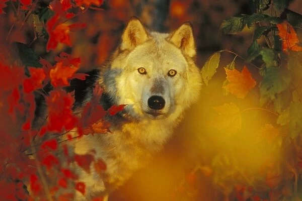 Gray Wolf (Canis lupus) hiding behind Autumn leaves, Minnesota, North America