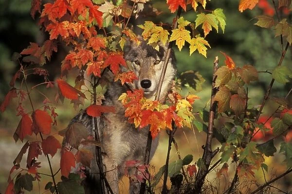 Gray Wolf (Canis lupus) hiding behind maple tree. Autumn. Great Lakes region. Ontario, Canada