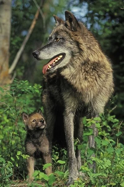 Gray Wolf (Canis lupus) mother and pup. Montana