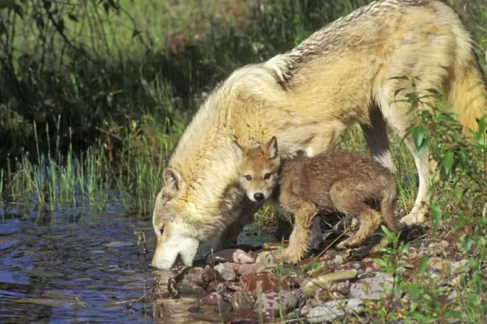 Framed Print : Gray Wolf - mother and pup drinking from water pool, Montana Framed Print : Gray Wolf - mother and pup drinking from water pool, Montana