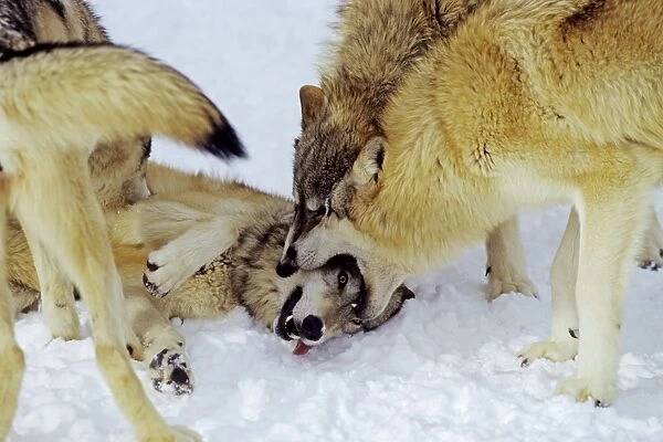 Gray Wolves (Canis lupus) displaying dominance over wolf on ground. In snow, Montana