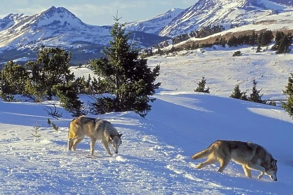 Two Gray Wolves (Canis lupus) in snow near Glacier National Park, MT. Winter. North America