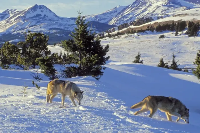 Framed Print : Two Gray Wolves (Canis lupus) in snow near Glacier National Park, MT. Winter. North America Framed Print : Two Gray Wolves (Canis lupus) in snow near Glacier National Park, MT. Winter. North America