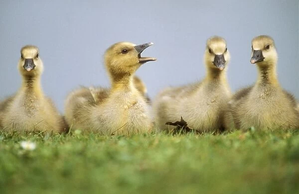 Graylag Goose Goslings resting