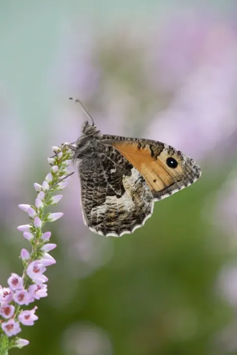 Framed Print : Grayling Butterfly - on heather - Cornwall - UK Framed Print : Grayling Butterfly - on heather - Cornwall - UK