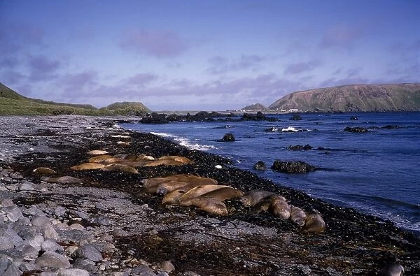 GRB00074. AUS-821. Southern elephant seals - lying on beach with North