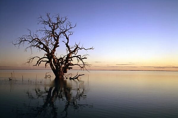 GRB00190. AUS-822. Lake Cawndilla at dawn with drowned tree
