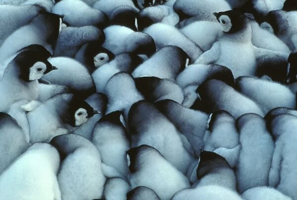 GRB00980. AUS-846. Emperor penguin - chicks huddled for warmth.