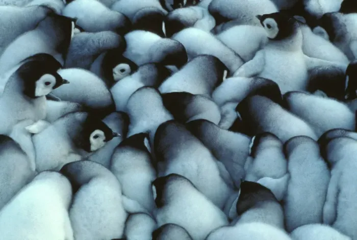 Framed Print : GRB00980. AUS-846. Emperor penguin - chicks huddled for warmth. Framed Print : GRB00980. AUS-846. Emperor penguin - chicks huddled for warmth.