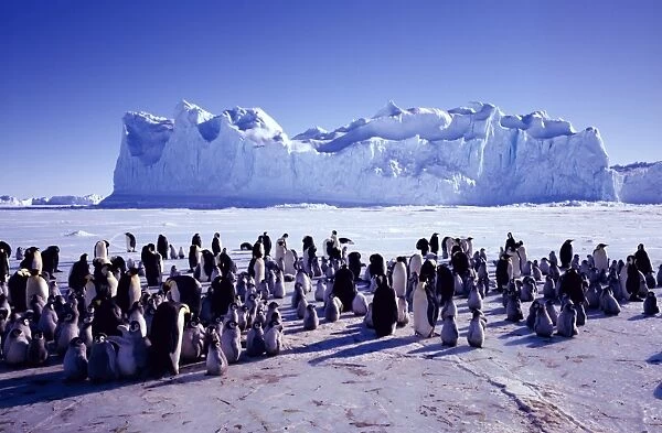 GRB01002. AUS-847. Emperor penguins - on sea ice.