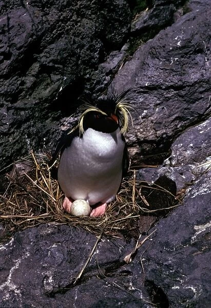 GRB01848. AUS-855. Rockhopper penguins - incubating