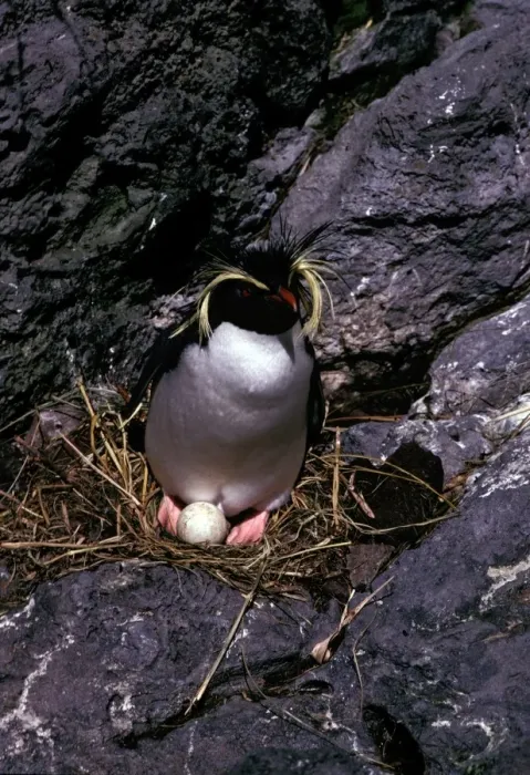 Framed Print : GRB01848. AUS-855. Rockhopper penguins - incubating Framed Print : GRB01848. AUS-855. Rockhopper penguins - incubating