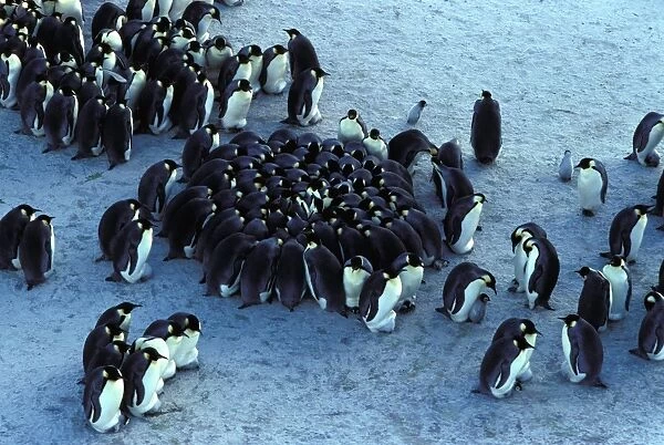 GRB02245. AUS-865. Emperor penguin - chicks huddling for warmth