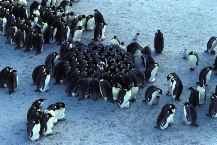 Framed Print : GRB02245. AUS-865. Emperor penguin - chicks huddling for warmth Framed Print : GRB02245. AUS-865. Emperor penguin - chicks huddling for warmth