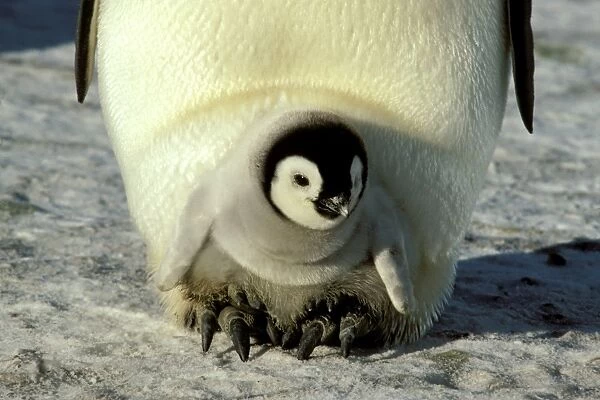 GRB02306. AUS-866. Emperor penguin - warming chick on feet