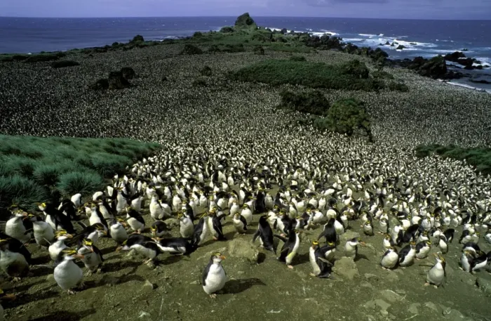 Framed Print : GRB02810. AUS-873. Royal penguin - large colony Framed Print : GRB02810. AUS-873. Royal penguin - large colony