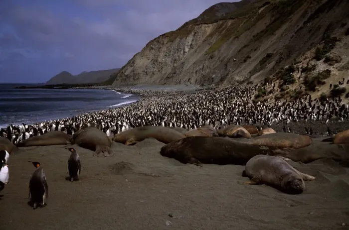 Framed Print : GRB03080. AUS-879. Southern elephant seals (Mirounga leonina) on beach.with King penguins Framed Print : GRB03080. AUS-879. Southern elephant seals (Mirounga leonina) on beach.with King penguins