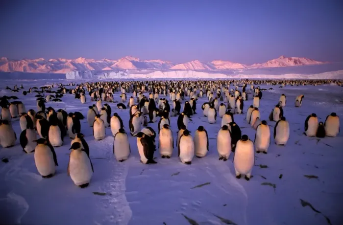 Framed Print : GRB03270. AUS-889. Emperor penguin - colony Framed Print : GRB03270. AUS-889. Emperor penguin - colony