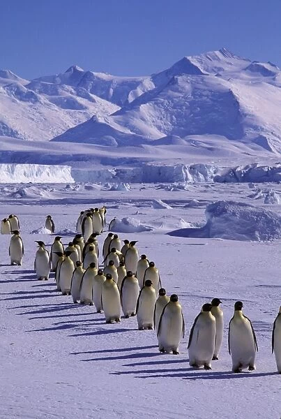 GRB03479. AUS-892. Emperor penguin - walking in a line