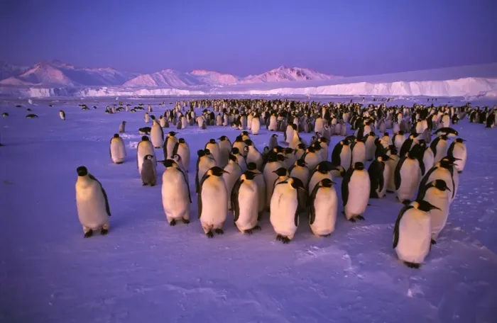 Framed Print : GRB03485. AUS-893. Emperor penguin - colony Framed Print : GRB03485. AUS-893. Emperor penguin - colony
