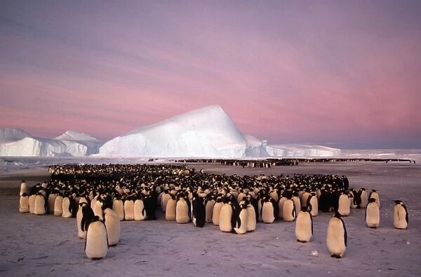 GRB0946d. AUS-840. Emperor penguin - colony in winter.