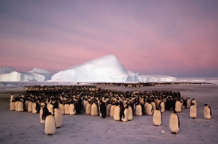 Framed Print : GRB0946d. AUS-840. Emperor penguin - colony in winter. Framed Print : GRB0946d. AUS-840. Emperor penguin - colony in winter.