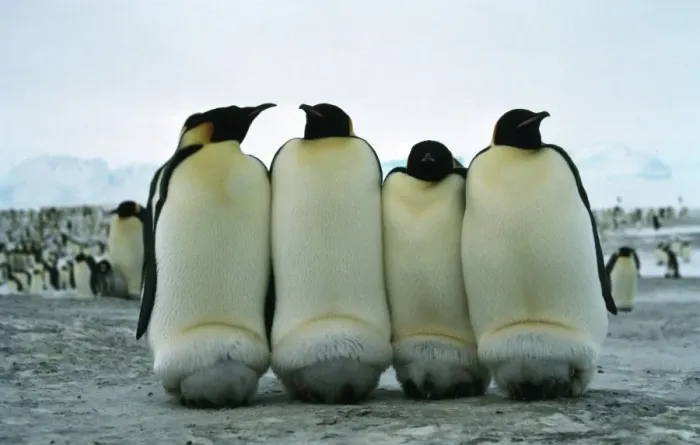 Framed Print : GRB0965d. AUS-843. Emperor penguins - keeping chicks warm Framed Print : GRB0965d. AUS-843. Emperor penguins - keeping chicks warm