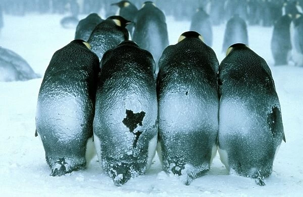 GRB0975d. AUS-844. Emperor penguin - males brooding eggs