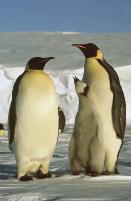 Framed Print : GRB3177d. AUS-886. Emperor penguin - two birds displaying, chick in between. Framed Print : GRB3177d. AUS-886. Emperor penguin - two birds displaying, chick in between.