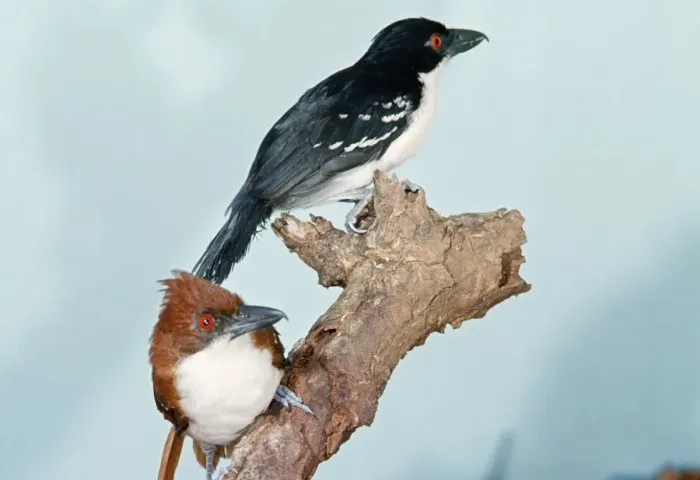 Framed Print : Great Antshrike Male & Female Framed Print : Great Antshrike Male & Female