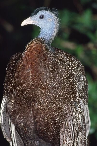 Great Argus Pheasant - threatened Sumatra, Borneo