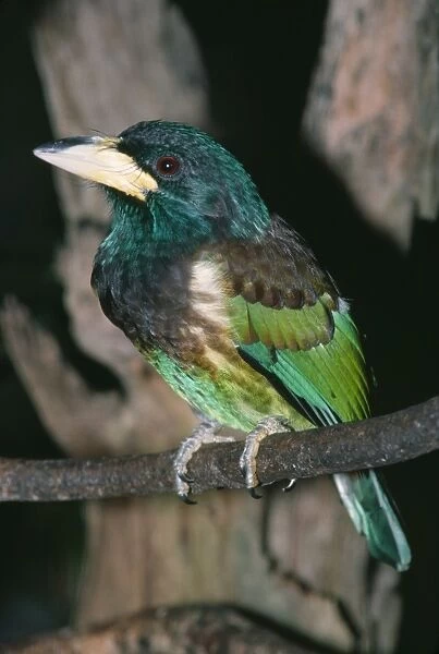 Great Barbet Kashmir to South China