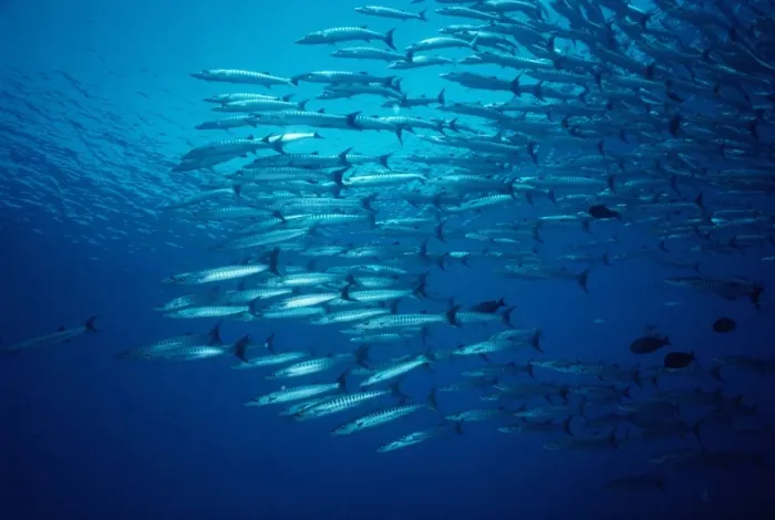 Framed Print : Great Barracuda Framed Print : Great Barracuda