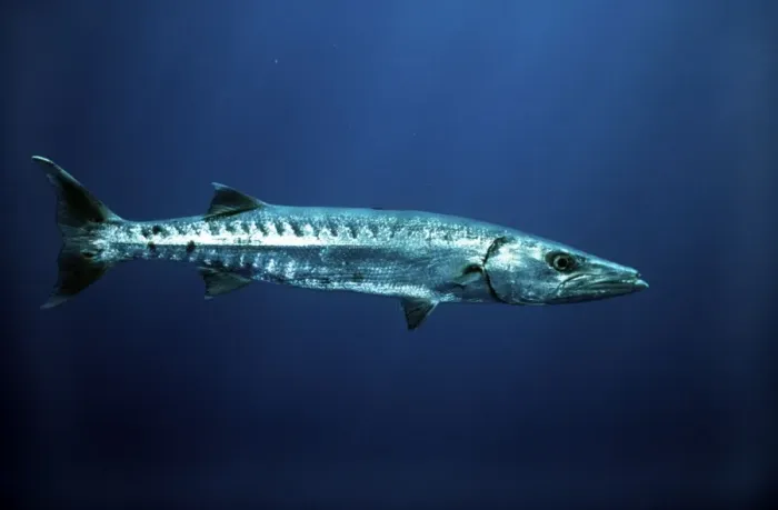 Framed Print : Great Barracuda - Bahamas Framed Print : Great Barracuda - Bahamas