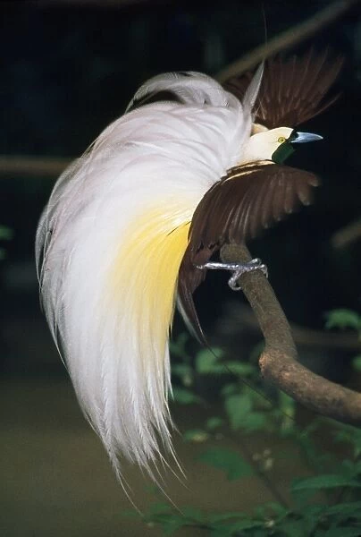Great Bird of Paradise Papua New Guinea