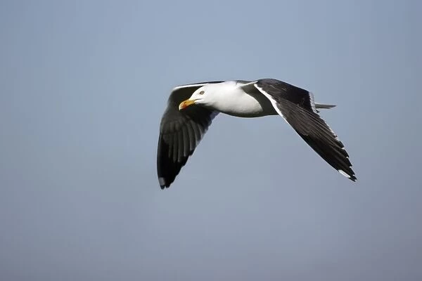 Great Black-back Gull - In flight Isle of Texel, Holland