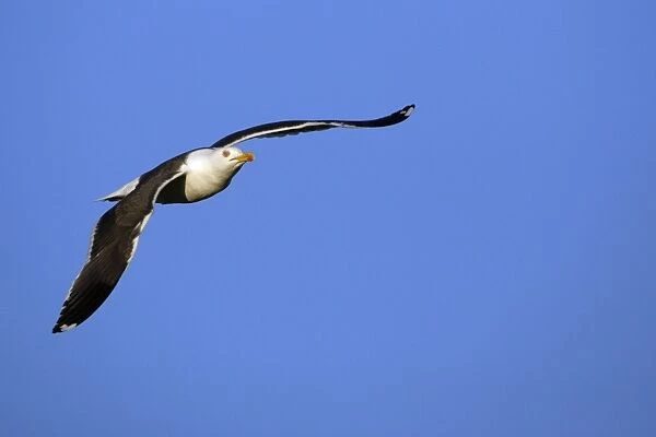Great Black-back Gull - in flight Isle of Texel, Germany