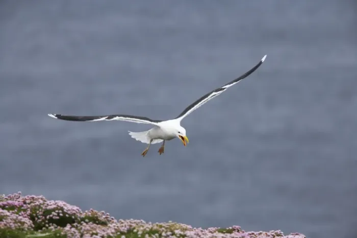 Framed Print : Great Black-Backed Gull - Calling as it comes into land Noss National Nature Reserve, Shetland, UK BI010784 Framed Print : Great Black-Backed Gull - Calling as it comes into land Noss National Nature Reserve, Shetland, UK BI010784