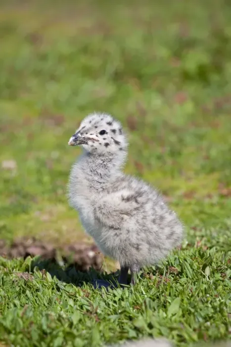 Framed Print : Great Black Backed Gull - chick - Wales - UK Framed Print : Great Black Backed Gull - chick - Wales - UK