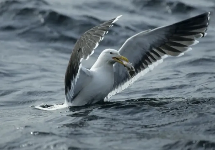 Framed Print : Great Black-Backed Gull - With fish North Sea, UK BI005601 Framed Print : Great Black-Backed Gull - With fish North Sea, UK BI005601