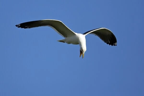 Great Black Backed Gull-In courtship flight, Isle of Texel, Holland