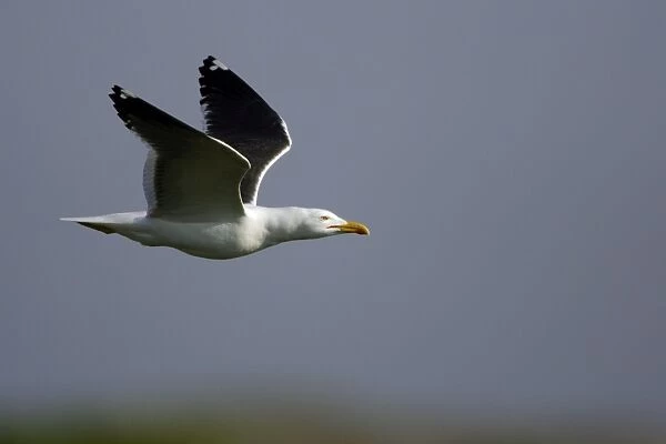 Great Black Backed Gull-In flight, Isle of Texel, Holland