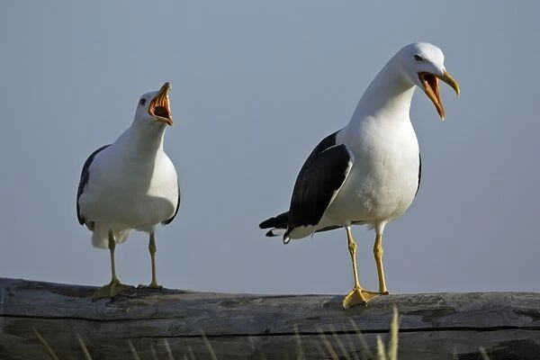 Great Black Backed Gull-pair courtship displaying on fence, Isle of Texel, Holland