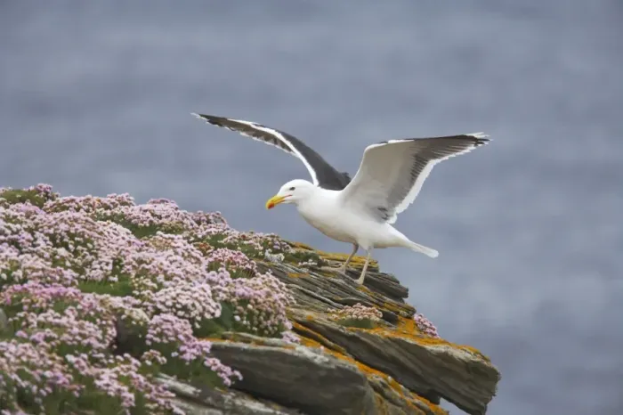 Framed Print : Great Black-Backed Gull - On thrift covered cliff top Noss National Nature Reserve, Shetland, UK BI010775