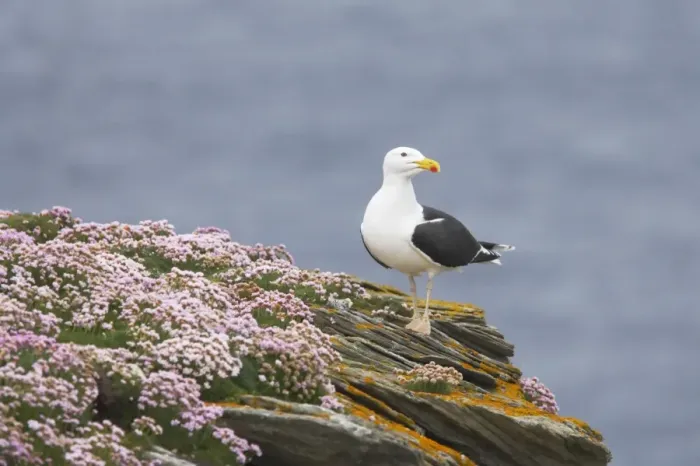 Framed Print : Great Black-Backed Gull - On thrift covered cliff top Noss National Nature Reserve, Shetland, UK BI010780 Framed Print : Great Black-Backed Gull - On thrift covered cliff top Noss National Nature Reserve, Shetland, UK BI010780