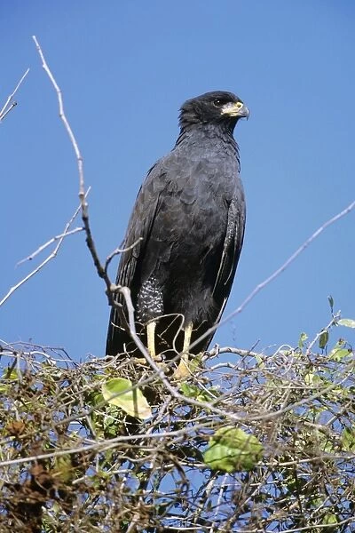 Great Black Hawk Northern Mexico